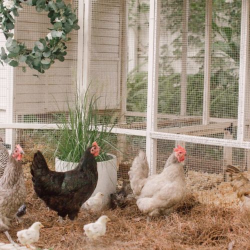 flock of chickens in front of cute coop